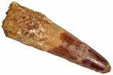 Fossil Spinosaurus Tooth - Real Dinosaur Tooth #332692-1